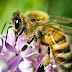 आइंस्टीन के अनुसार "यदि पृथवी पर सभी मधुमक्खीयां गायब हो जाये, तो मनुष्य सिर्फ पांच वर्ष तक ही जीवित बचेगा" ऐसा क्यों?