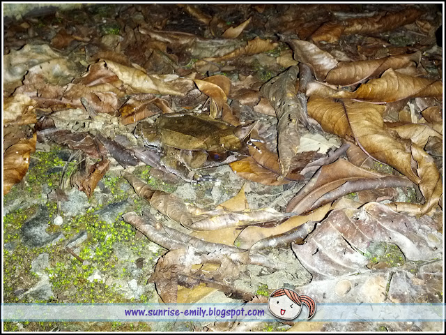 The International Bornean Frog Race 2014, Kuching Sarawak