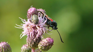 Zygaena (Zygaena) filipendulae DSC42742