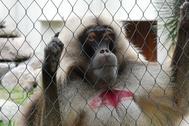 Gelada monkeys also belong to the weirdest animals. At the center of their chest, they all have patches of red skin that are hairless.