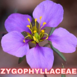 Zygophyllaceae