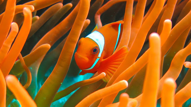 Swim with Clownfish