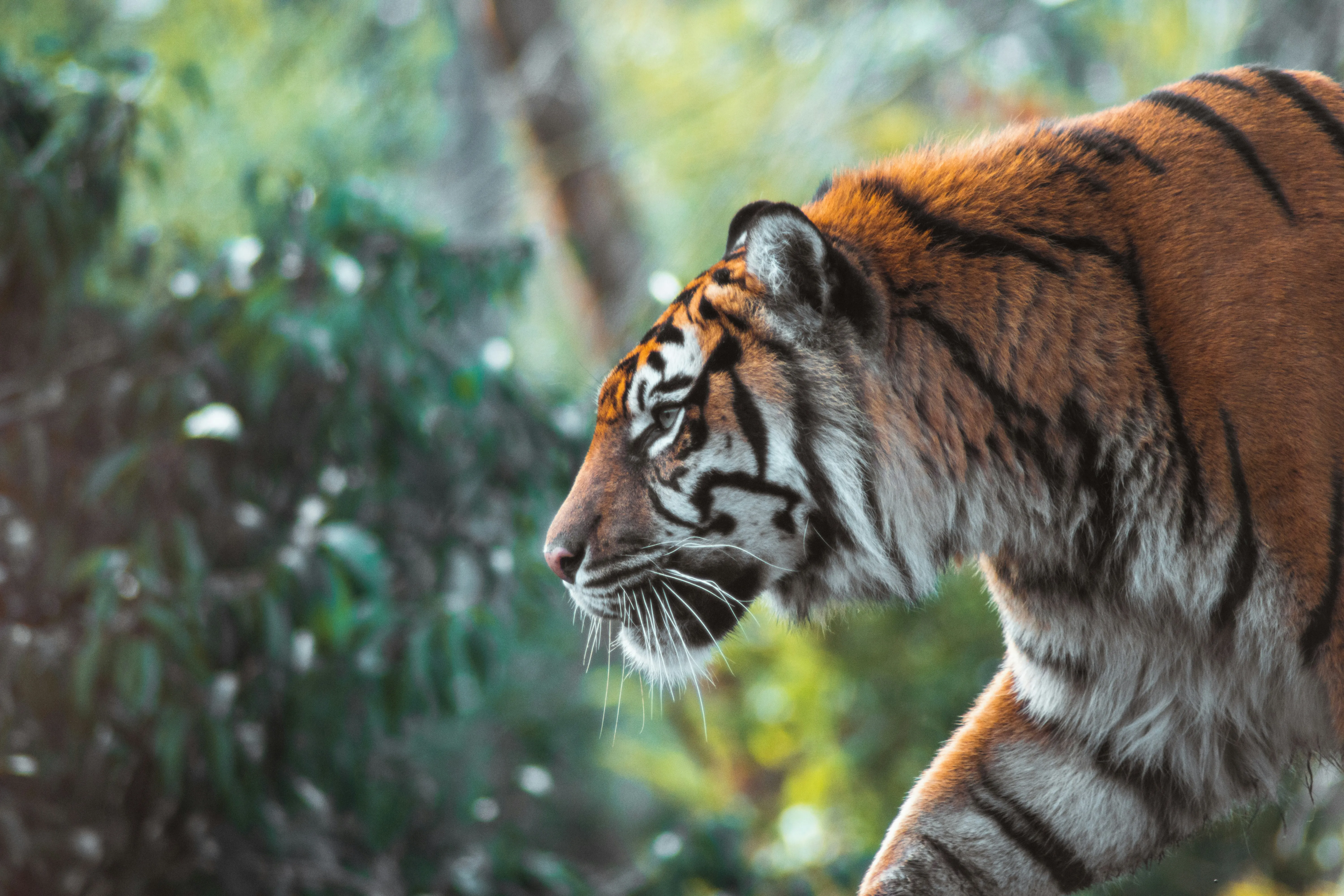 sundarban Tiger photo