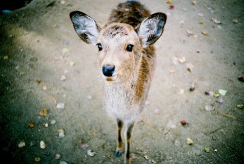 cute-animals-28