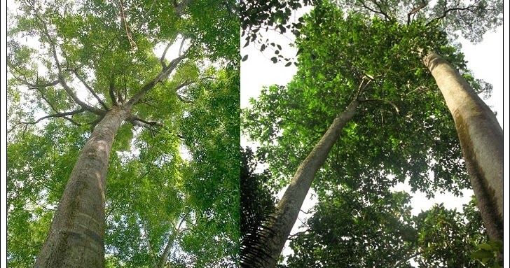 Jenis jenis Pohon  Meranti  Shorea dan Klasifikasinya 
