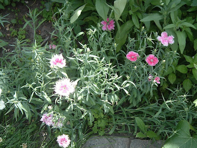 [Photo: Dianthus chinensis 'Double Gaiety Mixed'].