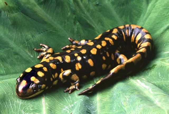  Apa  Itu Salamander Tentang Amfibi 