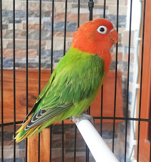 Dunia Burung  Perbedaaan Lovebird  Biola  Opaline Fischer 