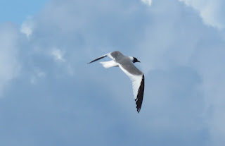 Sabine's Gull