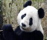 panda avatar