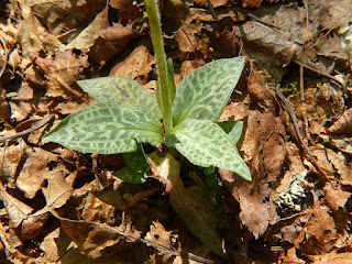 Goodyérie - Goodyera sp.