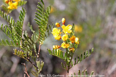 flora del monte Puspus