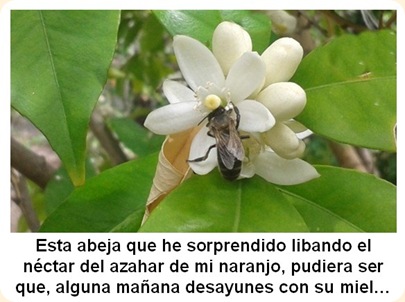 Abeja libando néctar de Ángel López Miñano Abarán 