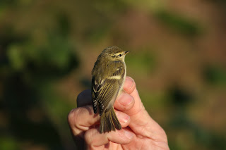 Yellow-browed Warbler