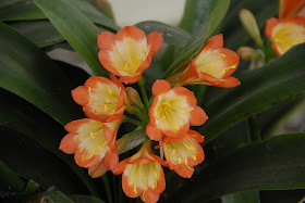 clivia