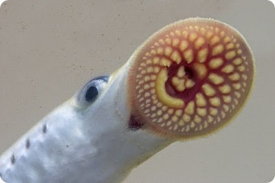 The Strangest and Rarest Animals in the World Seen On www.coolpicturegallery.net