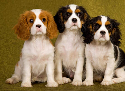 Cavalier King Charles Spaniel