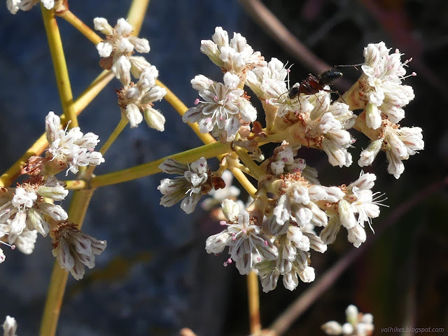 14: ant stretching across a flower