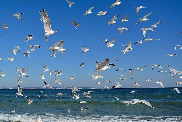 Flying Birds In The Sea