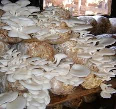 Mushroom Spawn Supplier In Nargol | Mushroom Spawn Manufacturer And Supplier In Nargol | Where To Find Mushroom Spawn In Nargol