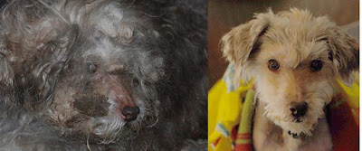 Before and After Animal Rescue Seen On www.coolpicturegallery.us