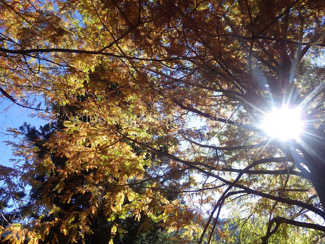 Wuling Farm maple autumn foliage