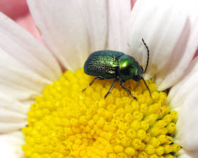 Leaf beetle, Chrysolina species, on oxeye daisy.  High Elms Country Park, 29 May 2011.