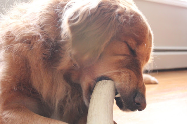 Golden Retriever dog chewing on Barkworthies elk antler 