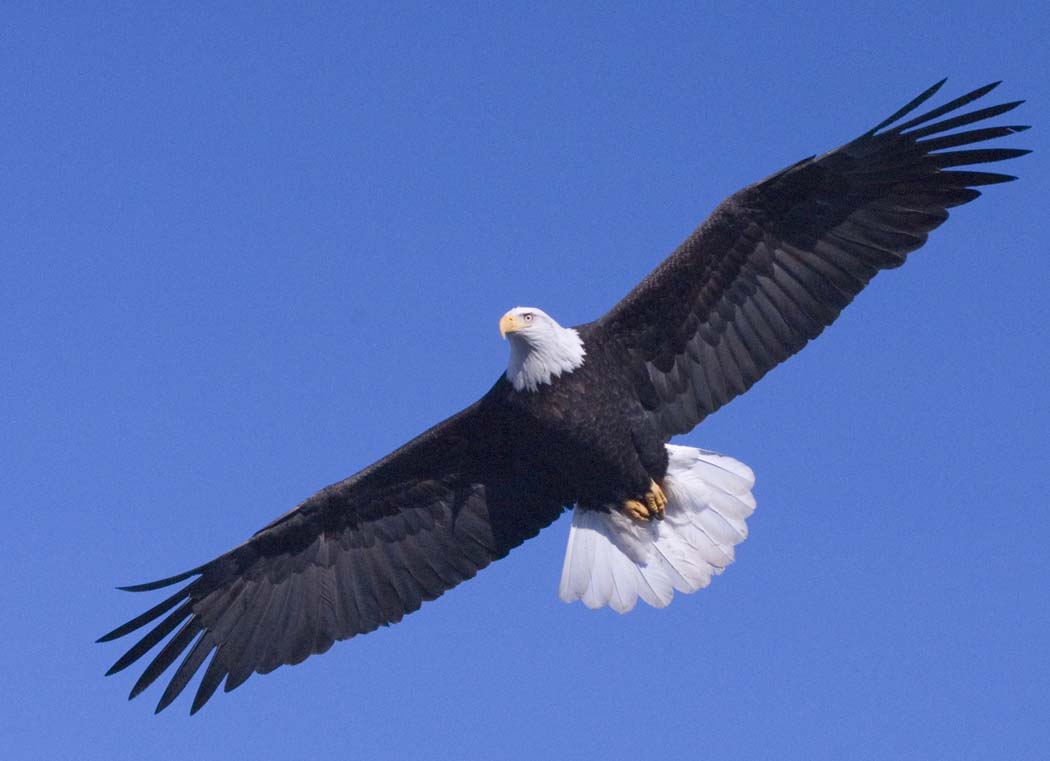 Nebraska Views: Easter Eagles