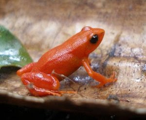 frogs,amphibians,reptiles,mantella