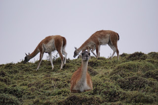 Torres del Paine: Guanaco