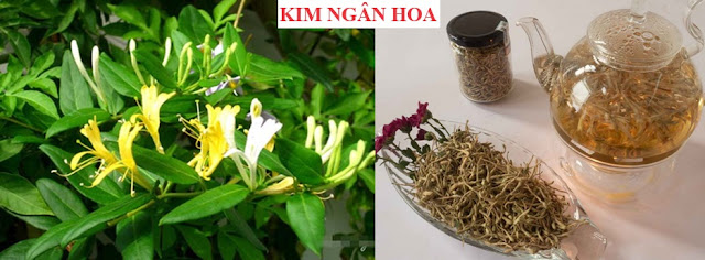 Cây Hoa Chữa Bệnh - KIM NGÂN HOA