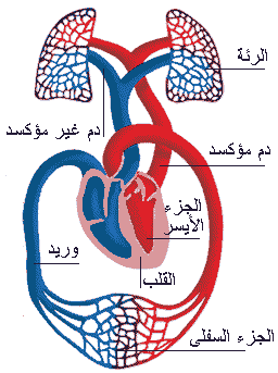 التنفس : الدورة الدموية و التبادل الغازي