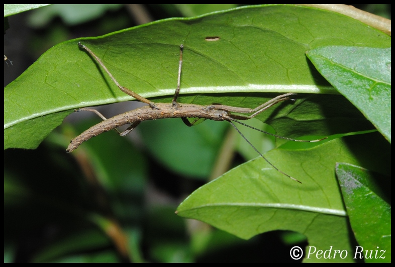 Ninfa macho L2 de Pseudophasma subapterum, 1,7 cm de longitud