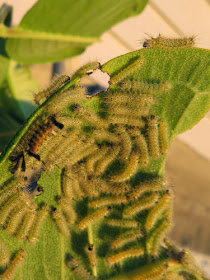 milkweed tussock moth caterpillars