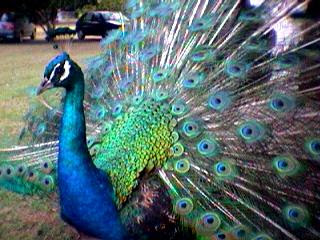 Pavo Real