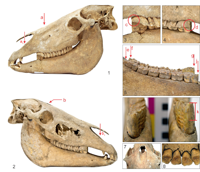 Most ancient evidence of horsemanship in the Bronze Age