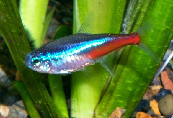 10 Ikan  Hias Termahal dan Terpopuler di Dunia Unik to