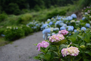 南指原ほたるの里紫陽花