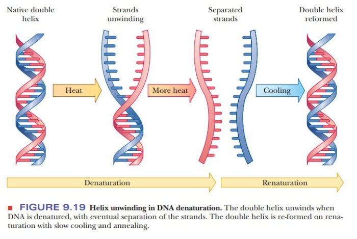 Proses Denaturasi dan Renaturasi DNA dalam Penelitian Genetik