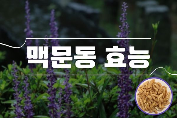 맥문동-효능