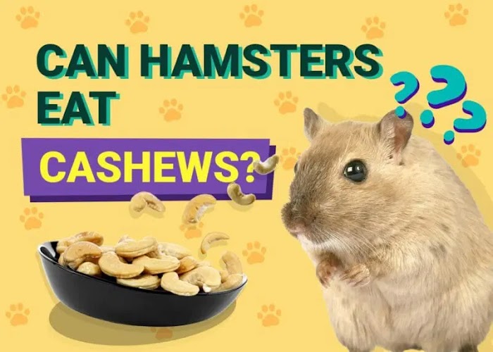 Exploring Cashews for Hamsters: The Nutty Treat Debate