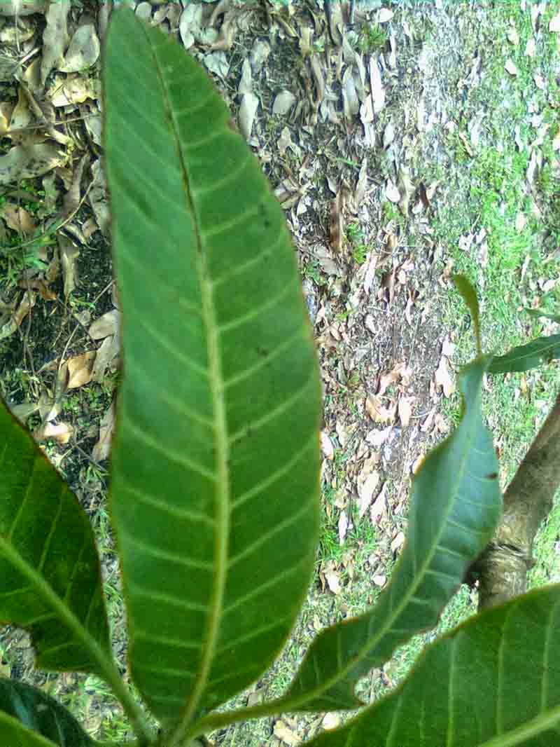 Mengenal Ciri Ciri Pohon Mangga Akar Daun