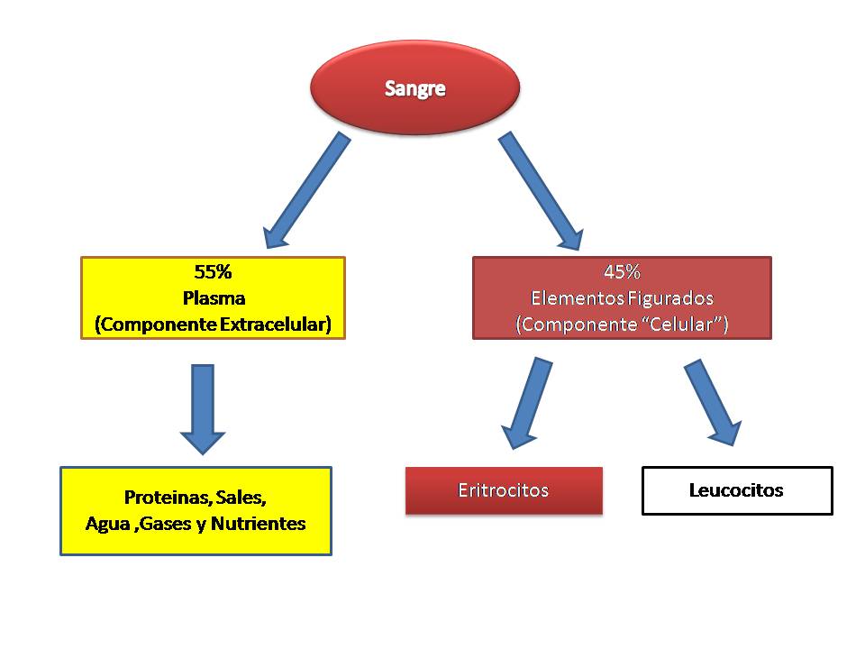componentes de la sangre. La sangre se divide en dos