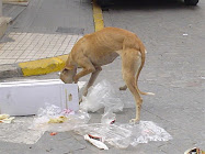 Mamá galga, ni nombre tenias, por tí y por todos los que como tú no tuvieron ni una oportunidad