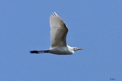 "Great Egret - Ardea alba, winter visitor, uncommon flying past in search of a water body."