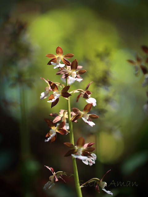 Calanthe discolor