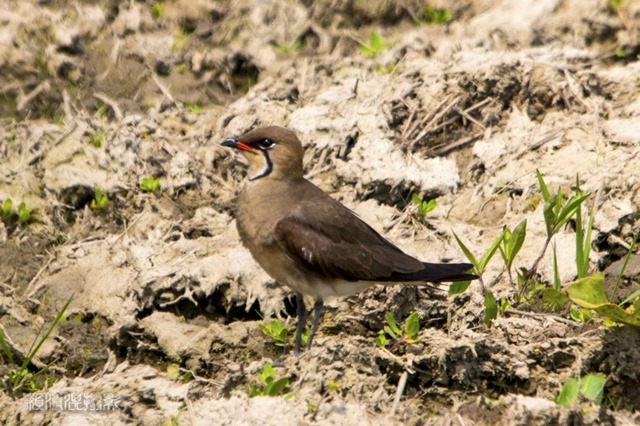 zz_MG_7770