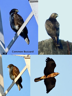 Common Buzzard