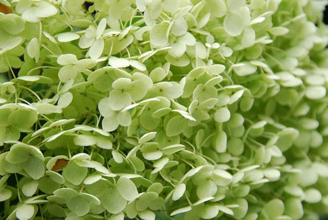 Hortensia Annabelle groen verkleurd